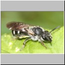 Andrena sexnotatum - Sandbiene w01 9mm - det.jpg